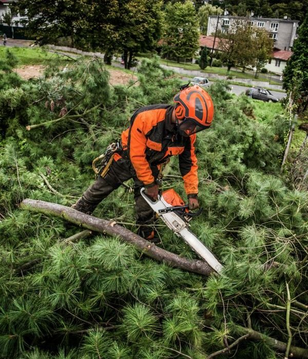 Tree removals Brisbane
